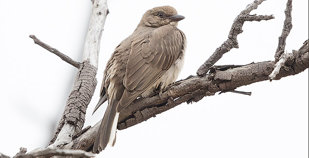 Greater Honeyguide immature